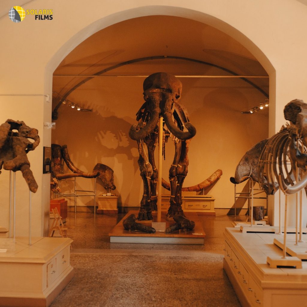 lavoro museo paleontologico 3